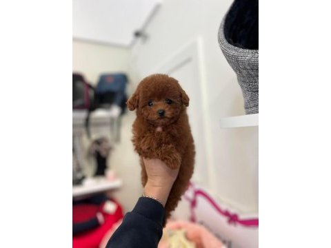 Mini boy  kore kan tıy poodle yavruları
