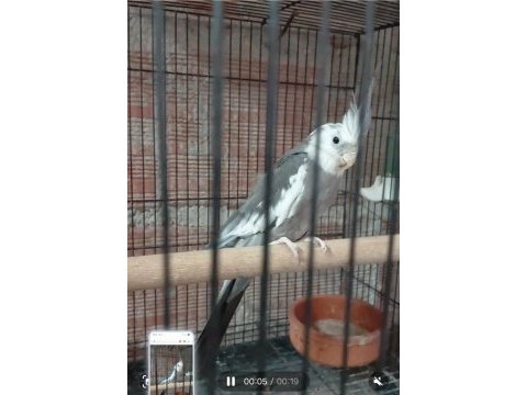 Konuşan whıte face erkek sultan papağanı