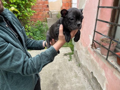 3 aylık french bulldog dişi ve erkek