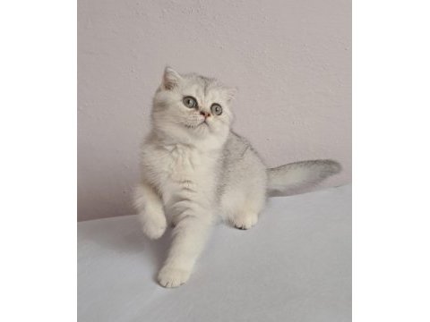 Prens scottish fold silver