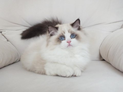 Full şecereli ragdoll yavruları