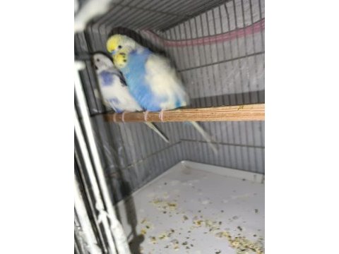 Hazır takım muhabbet kuşları