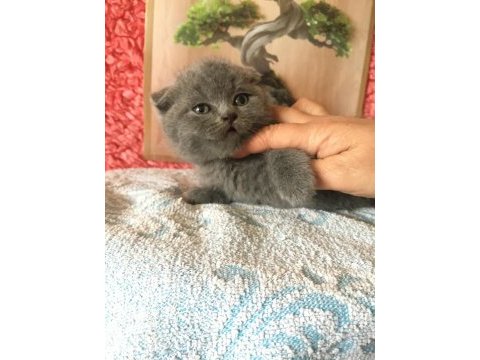 Scottish fold minnoşlarım