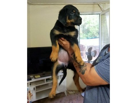 Safkan dişi rottweiler yavrular