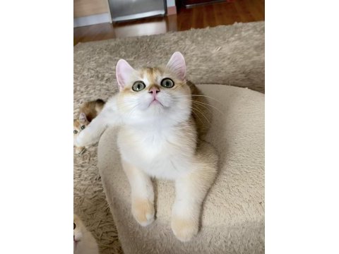 Şecereli british shorthair golden erkek yavru