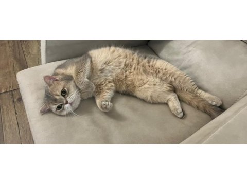 Bebek yüzlü erkek british shorthair