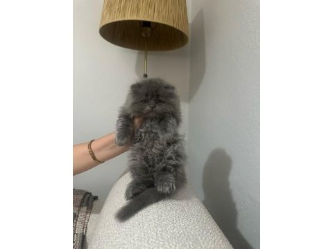 British longhair bebek