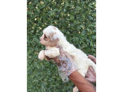 Cavapoo yavrularım