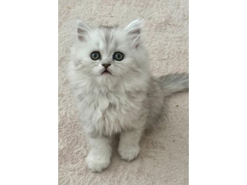 Muhteşem chinchilla bebeklerim yuvalarına gitmeye hazır