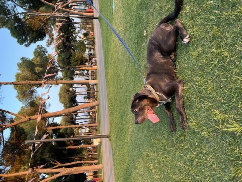 3 aylık erkek cane corso