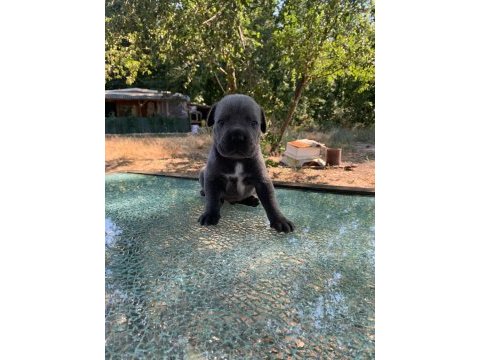 Kaliteli sağlıklı cane corso bebekler