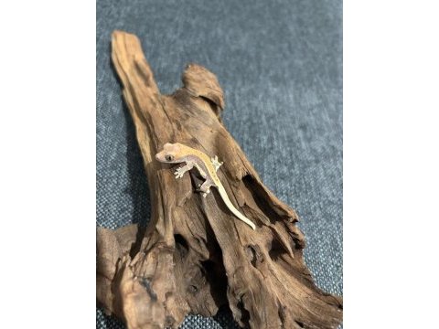Crested gecko