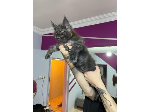 Dev bebekler 2 aylık maine coon yavrular
