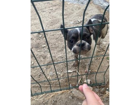 Fransız bulldog köpeği dişi
