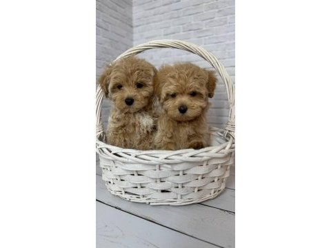 Maltipoo bebeğimiz