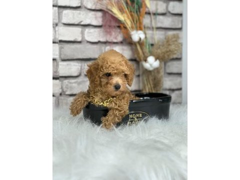 A kalite toy poodle yavrularım