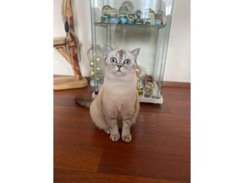 Kızlarımız sahiplendirilicektir british shorthair