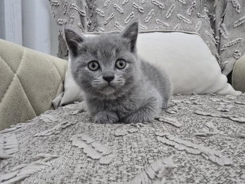 Gri british shorthair erkek yavru