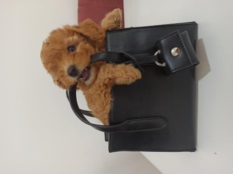 45 günlük toy poodle yavrularımız