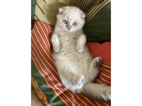 Scottish fold yavrumuza yeni bir yuva arıyorum
