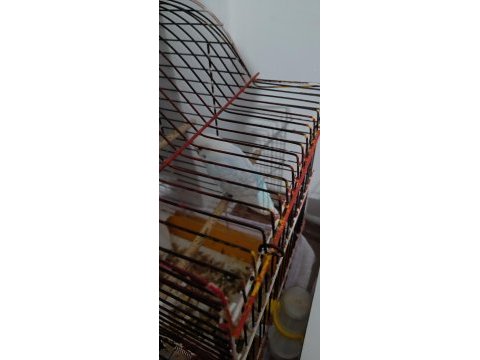 Damızlık muhabbet kuşları çift