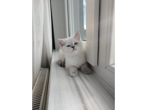 British shorthair dişi yavru