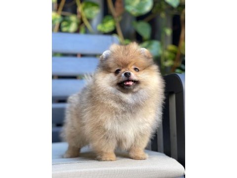 Yurt dışından gelen pomeranian yavrumuz
