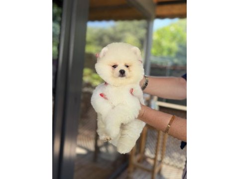 Üst düzey show kalite pomeranian boo