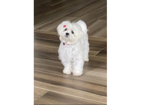 Safkan maltese yavru