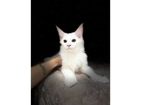 Muhteşem görünümlü beyaz maine coon
