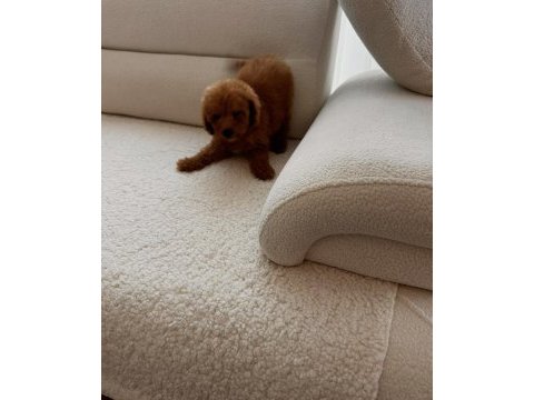 Kore kan toy red brown poodle