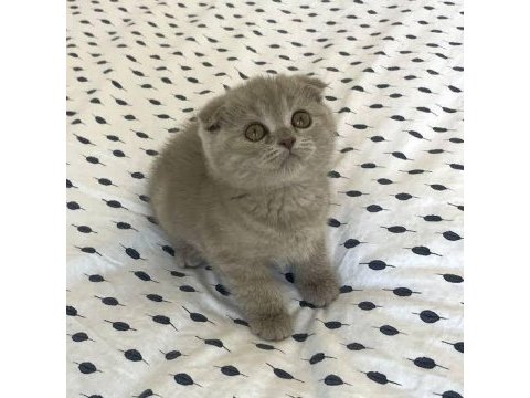 Scottish fold