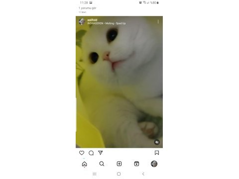 Scottish fold 2 yaşında