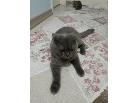 1 yaşında scottish fold