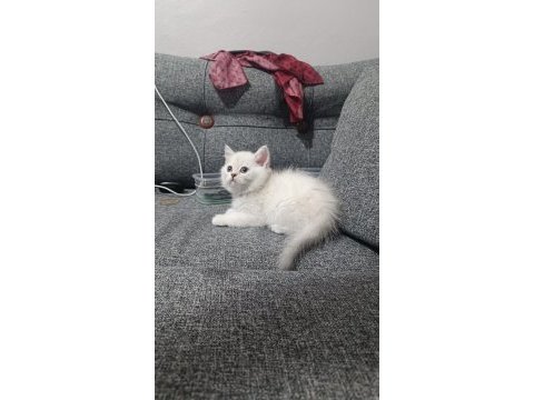 Sadece aileye british longhair
