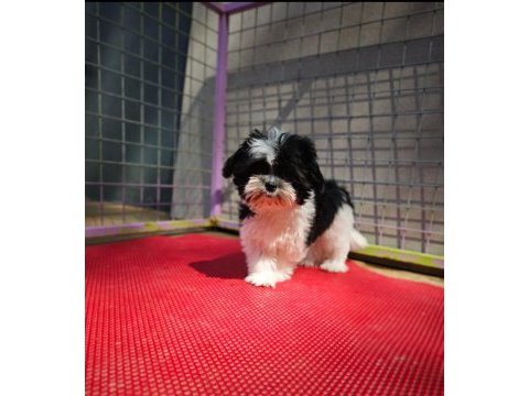 Shih tzu yavrularımızı kaçırmayın