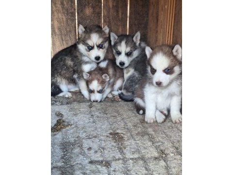 Safkan sabırla bebek husky yavrular