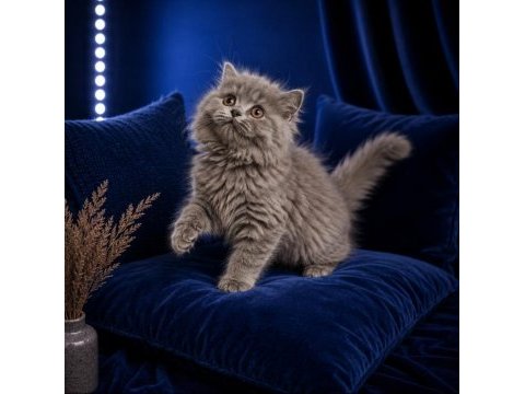 British longhair blue
