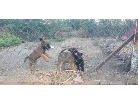 Erkek ve dişi safkan malinois