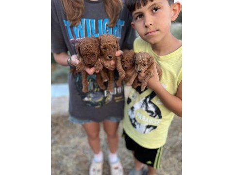 Safkan, saglık ve ırk garantılı 1 aylık toy poodle yavrular