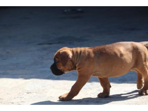 Fcı-kıf secereli safkan cane corso yavrular (fawn)