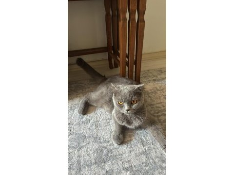 1.5 yaşında british shorthair dişi