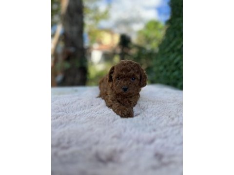 Birbirinden güzel üst kalite toy poodle bebekler