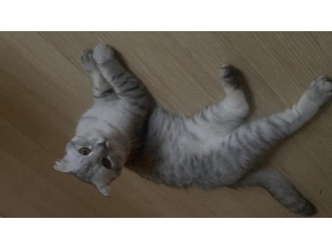 Scottish fold