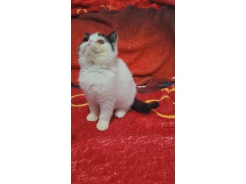 Full şecereli şampiyon kan hattı exotic shorthair snoppy