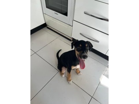 Rus finosu ve rottweiler kırması yavru