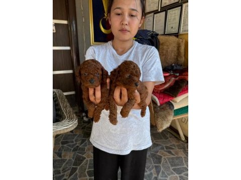 Çok tatlı kore toy poodle yavrularımız
