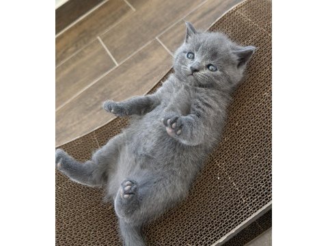 British shorthair yavrular