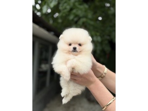 Kusursuz karbeyaz pomeranian boo