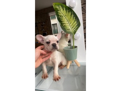 3 aylık yakışıklı oğlan french bulldog